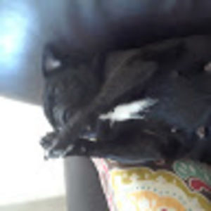 Meet your Posher, Ashton